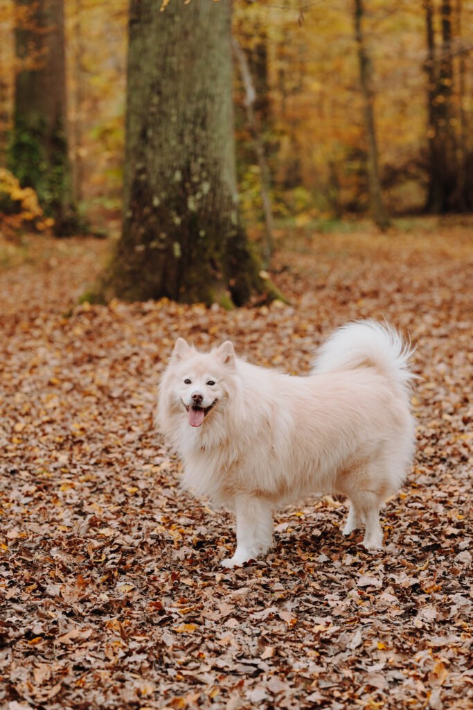 Toutou heureux sous feuilles automne