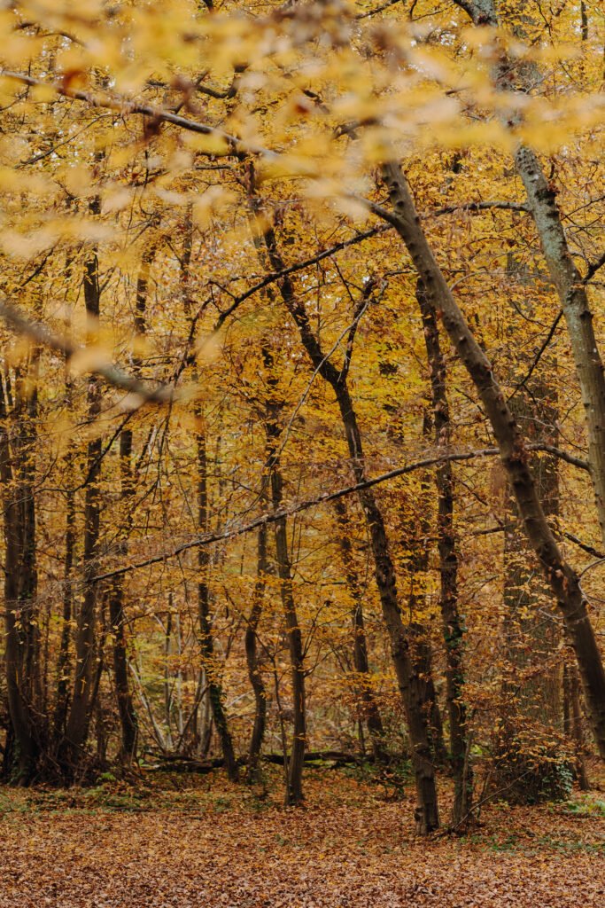 Forêt automne Meudon