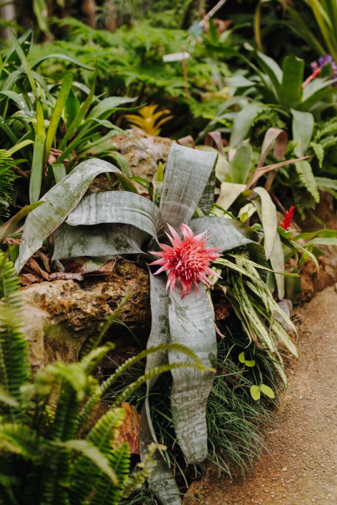 Serres et végétation aux Serres d’Auteuil dans l’ouest parisien