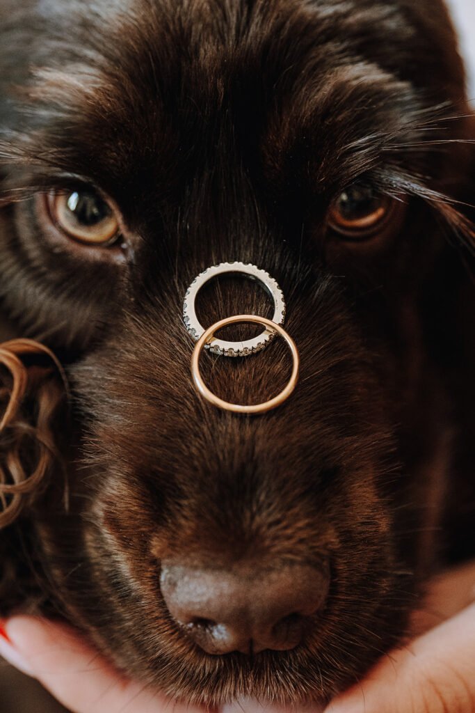 Chien alliances